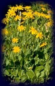 ARNICA NACIONAL