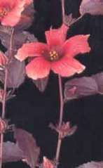 HIBISCUS